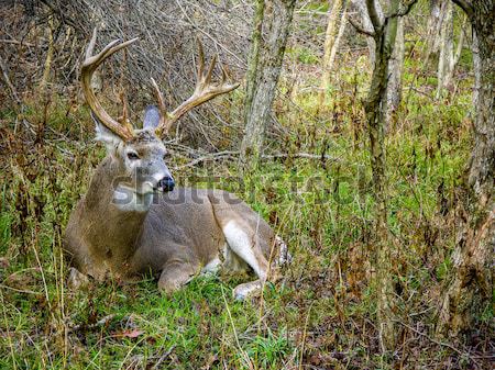 Hirsch buck jungen stehen Stock foto © brm1949