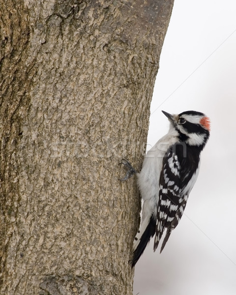 Downy Woodpecker (Picoides pubescens) Stock photo © brm1949