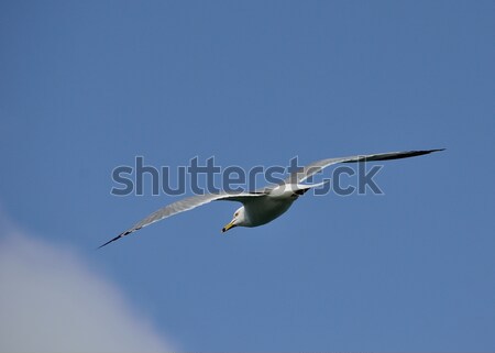 Martı uçuş mavi gökyüzü kuş hayvan uçan Stok fotoğraf © brm1949