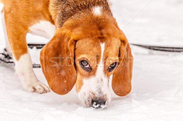 Beagle obraz psa śniegu młodych Zdjęcia stock © brm1949