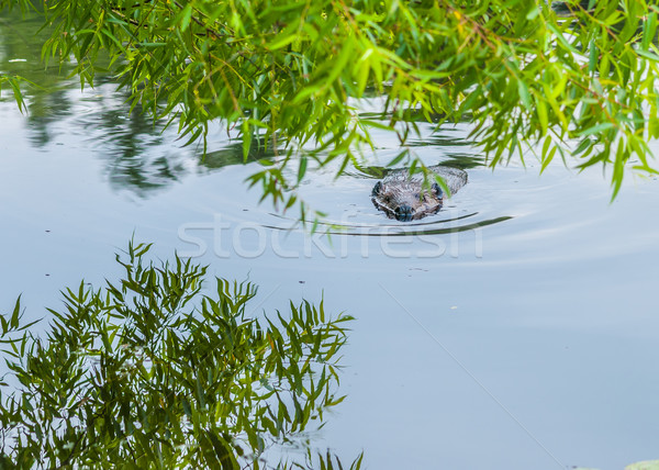 Stock photo: Beaver