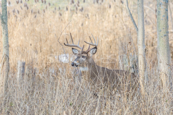 Whitetail Deer Buck Stock photo © brm1949