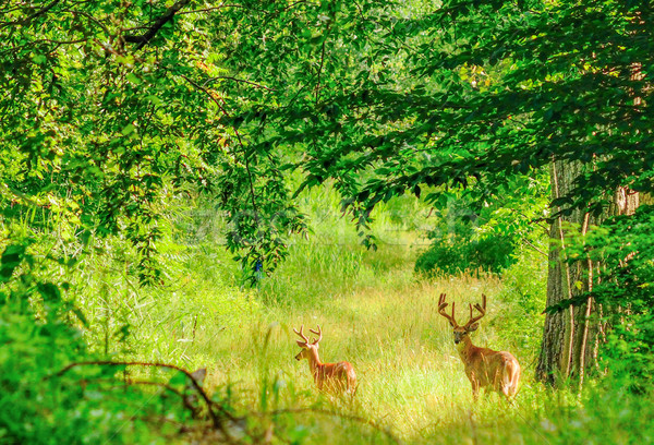 Whitetail Deer Bucks Stock photo © brm1949