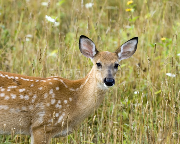 Whitetail Deer Fawn Stock photo © brm1949