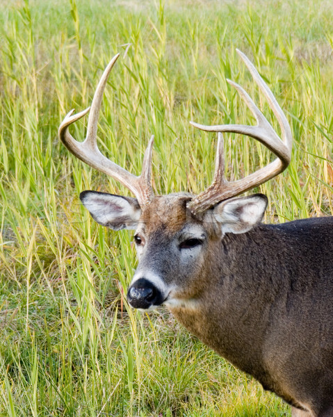 [[stock_photo]]: Cerfs · buck · up · étroite