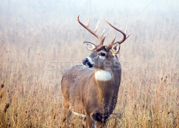 Rutting Whitetail Deer Buck Stock photo © brm1949