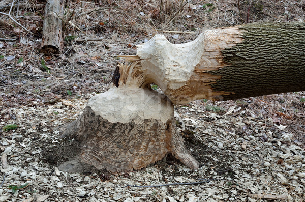 Castor daño árbol bosques forestales animales Foto stock © brm1949