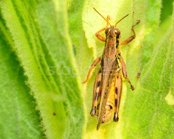 Stock photo: Grasshopper