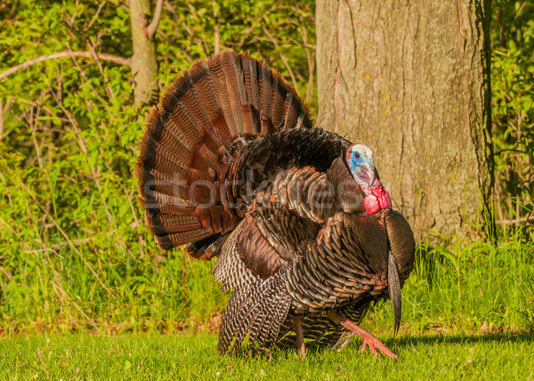 Wild Turkey (Meleagris gallopavo) Stock photo © brm1949