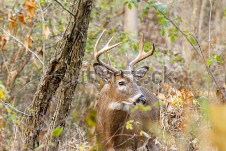 Whitetail Deer Buck Stock photo © brm1949