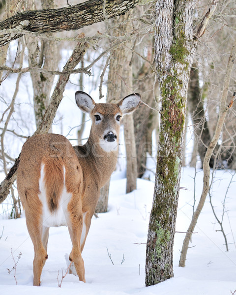 Whitetail Deer Buck Stock photo © brm1949