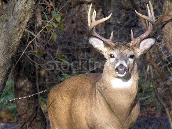 Whitetail Deer Buck Stock photo © brm1949