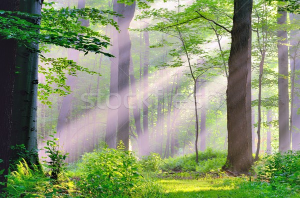 Misty matin sunrise nature chemin bois [[stock_photo]] © brm1949