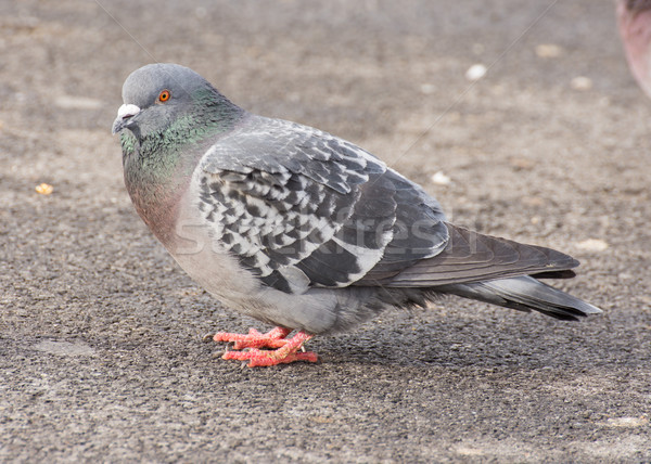 Rock Dove Perched Stock photo © brm1949