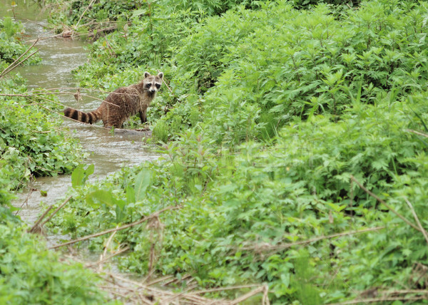 Wasbeer lopen stream zwaar regen wildlife Stockfoto © brm1949