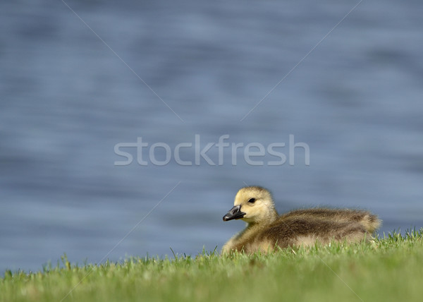 Canada Goose Gosling Stock photo © brm1949