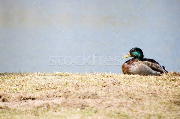 Mallard Duck Stock photo © brm1949
