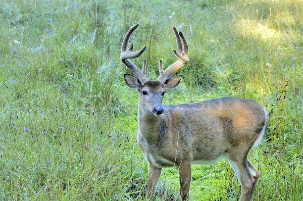 Whitetail Deer Buck Stock photo © brm1949