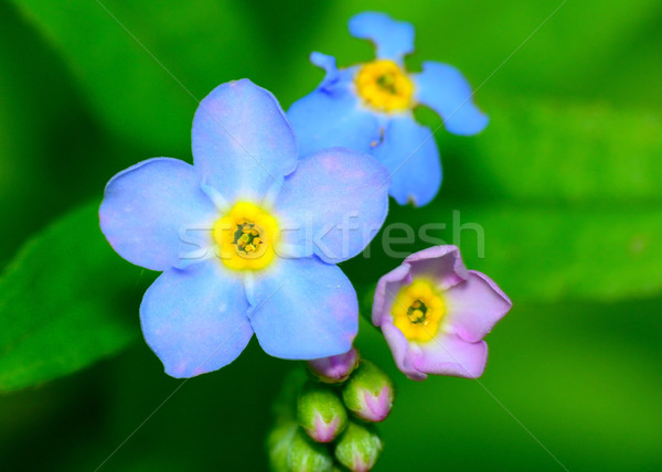 Forget Me Not Flower Stock photo © brm1949