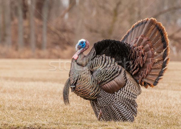 Wild Turkey (Meleagris gallopavo) Stock photo © brm1949