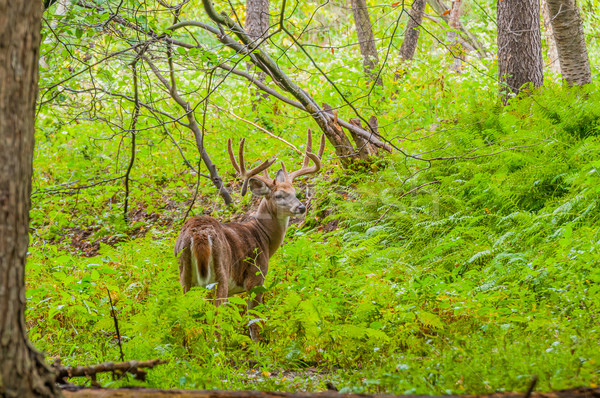 Cervo buck velluto piedi boschi foresta Foto d'archivio © brm1949