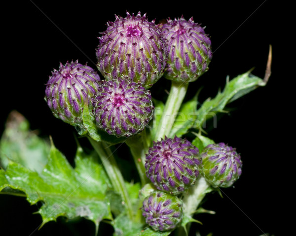 Thistle Blossom  Stock photo © brm1949