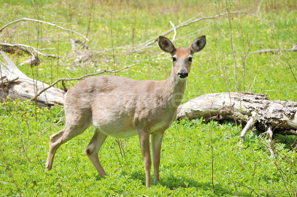 Pregnant Whitetail Deer Doe Stock photo © brm1949