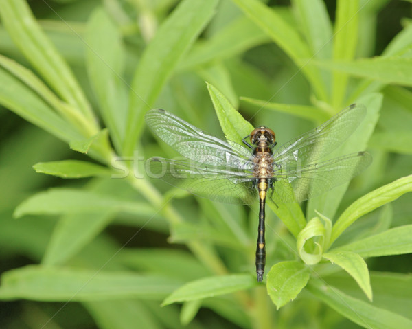 Dragonfly Top завода лист цветок природы Сток-фото © brm1949