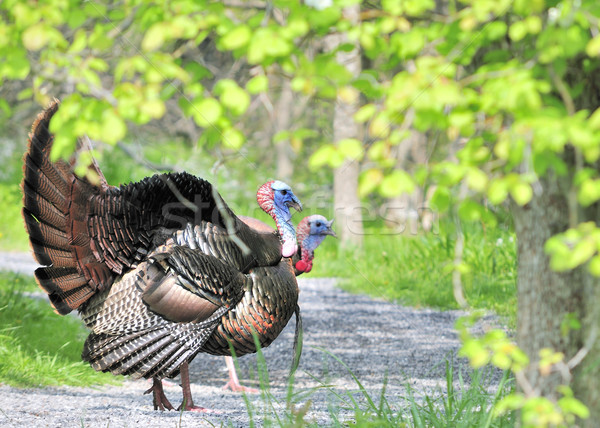 Wild Turkey (Meleagris gallopavo) Stock photo © brm1949