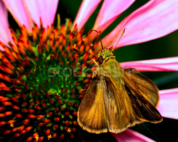 Skipper Butterfly Stock photo © brm1949