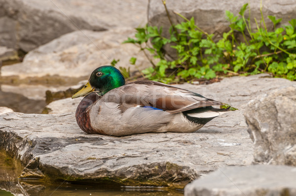 Male Mallard Duck Stock photo © brm1949
