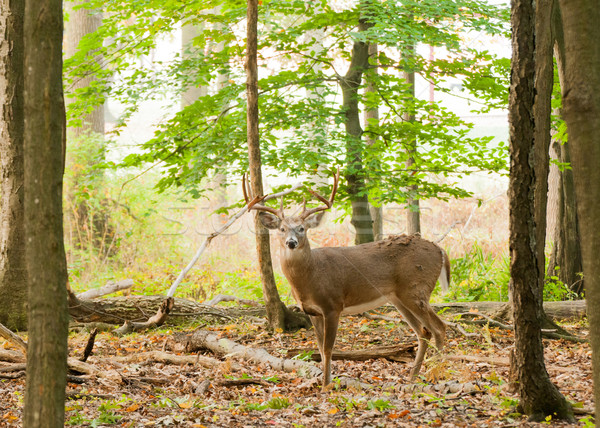 Whitetail Deer Buck Stock photo © brm1949