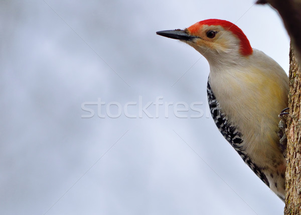 Red-bellied Woodpecker Stock photo © brm1949