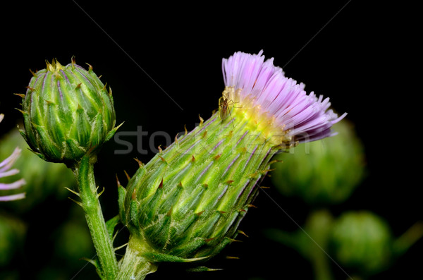 Thistle Blossom Stock photo © brm1949