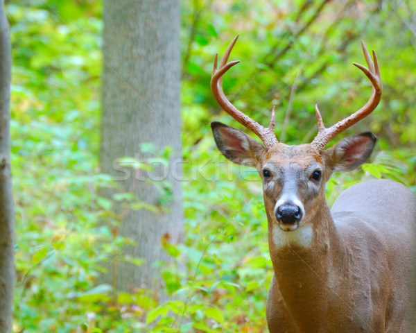 Whitetail Deer Buck Stock photo © brm1949