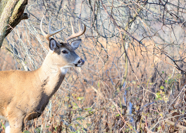 Whitetail Deer Buck Stock photo © brm1949