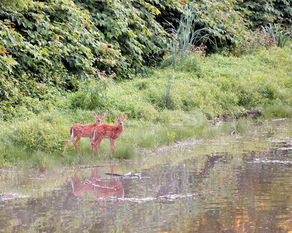 Whitetail Deer Fawns Stock photo © brm1949