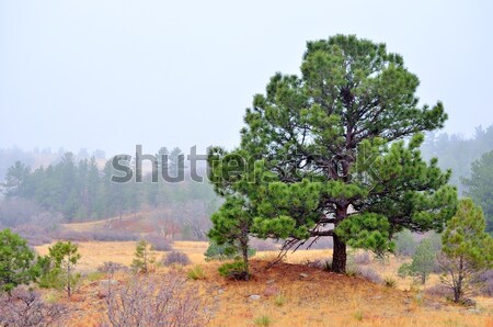 [[stock_photo]]: Evergreen · Colorado · arbre · forêt · usine · environnement