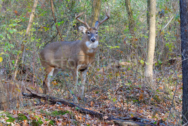 Whitetail Deer Buck Stock photo © brm1949