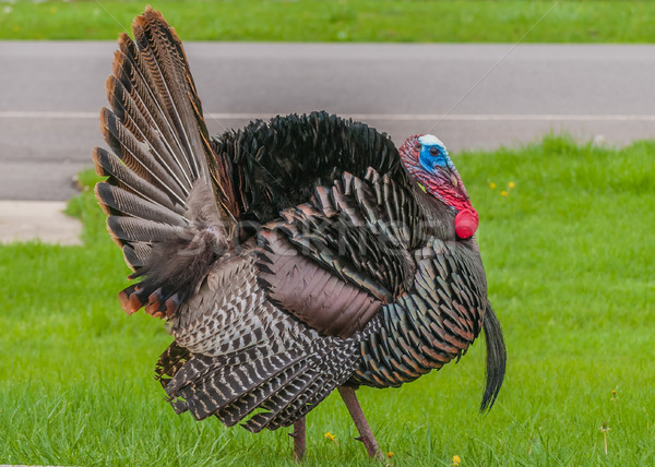 Stock photo: Wild Turkey (Meleagris gallopavo)