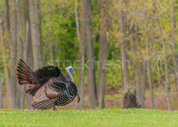 Wild Turkey (Meleagris gallopavo) Stock photo © brm1949