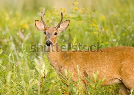 Veado botão pinote em pé mata animal Foto stock © brm1949