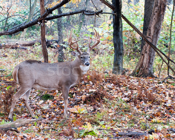 Whitetail Deer Buck Stock photo © brm1949