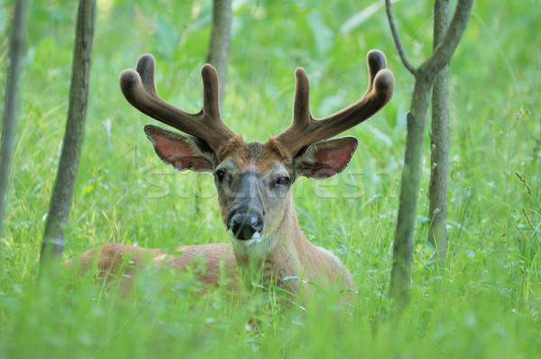 Whitetail Deer Buck Stock photo © brm1949