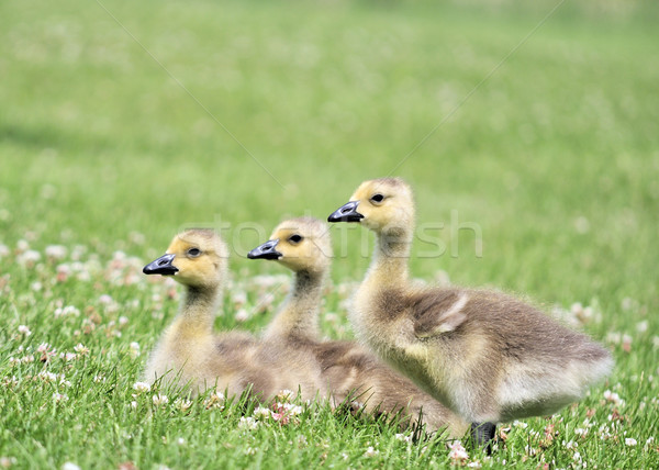 Canada Goose Goslings Stock photo © brm1949