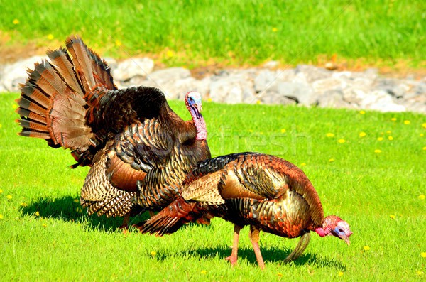 Wild Turkey Stock photo © brm1949