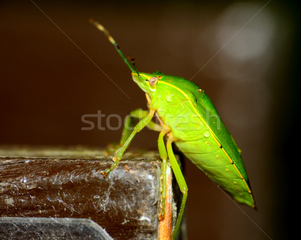 Bug zijaanzicht schild insect macro kever Stockfoto © brm1949