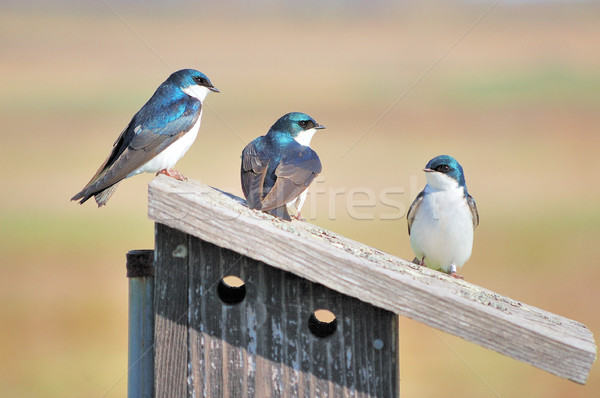 Three Tree Swallows Stock photo © brm1949