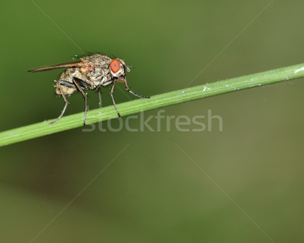 Fly On A Stem Stock photo © brm1949