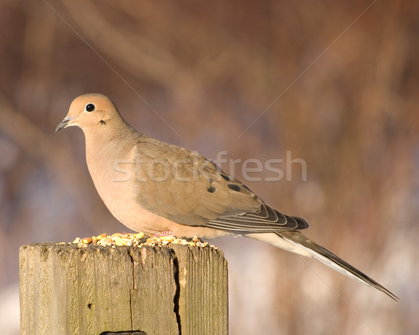 Gyász galamb posta madár mag Stock fotó © brm1949